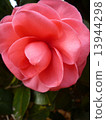 Camellia 13944298