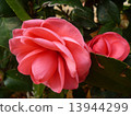 Camellia 13944299
