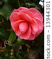 Camellia 13944301