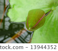 Bud of the water lily 13944352