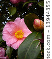 Camellia 13944355