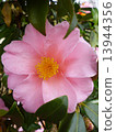 Camellia 13944356