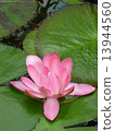 Water lily 13944560