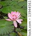 Water lily 13944561