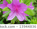 Azaleas after the rain 13944836