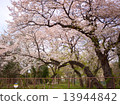 Cherry tree  13944842