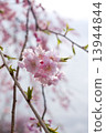Cherry Blossoms	 13944844