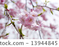 Cherry Blossoms	 13944845