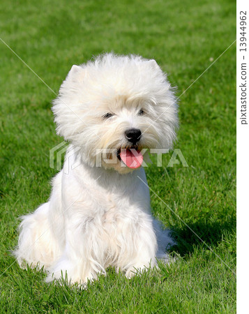 Puppy of West Highland White Terrier 13944962