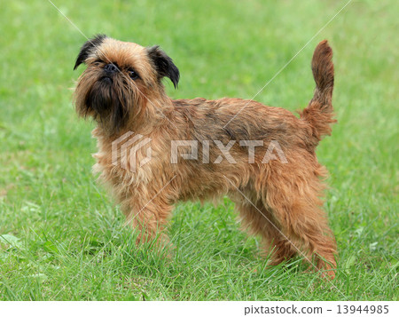 Typical Griffon Bruxellois dog 13944985