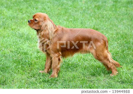 Cavalier King Charles Spaniel Cavalier King Charles Spaniel 13944988