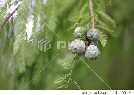 Swamp cedar fruit 13945509