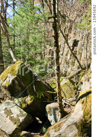 The tree grows on the big stones 13945692