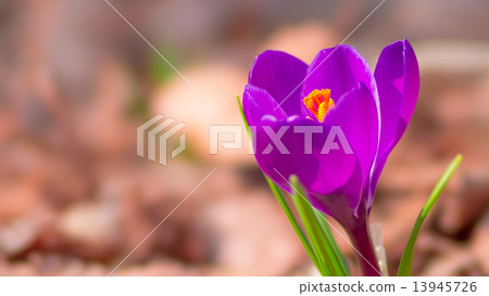 Crocus 16: 9 13945726