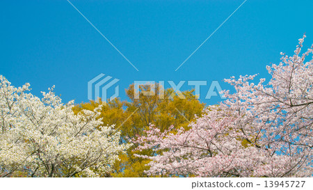 Spring Landscape 16: 9 13945727