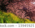 河津櫻花 13945925
