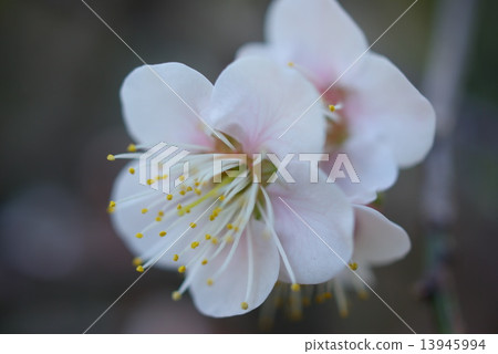 梅花15 梅花15 13945994