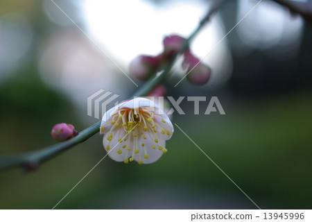 梅花17 梅花17 13945996