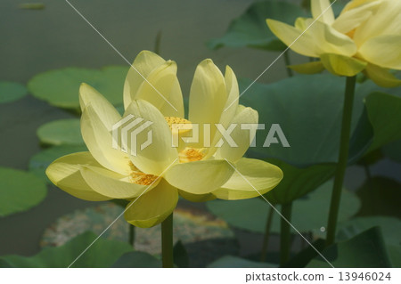 一朵蓮花 一朵蓮花 13946024
