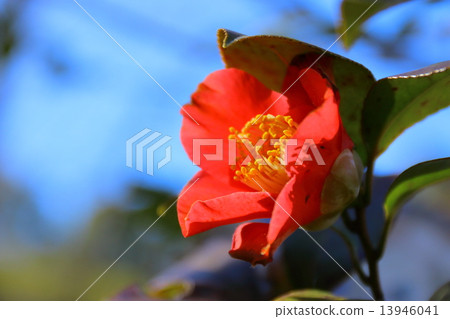 山茶花 山茶花 13946041