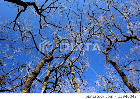 冬天晴朗的天空 冬天晴朗的天空 13946042