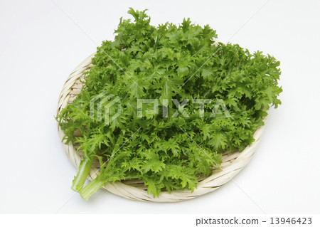Wasabi 13946423