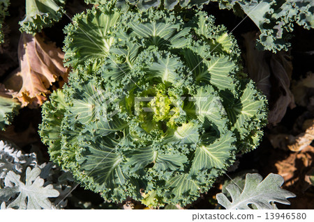 Fresh young organic collard greens 13946580