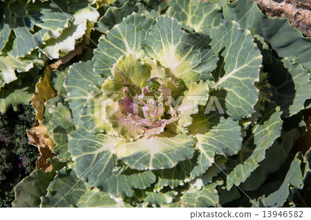 Fresh young organic collard greens 13946582