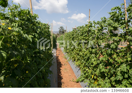 bitter melon ,Cultivation of Thailand 13946608