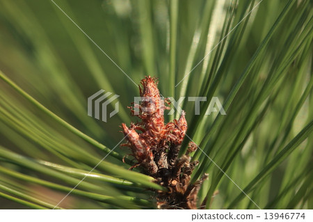 Natural plant Pinus densiflora, sprouts. I also feel that the sprout is more reddish than black pines, but the trunk is red so it is red pine. Natural plant Pinus densiflora, sprouts. I also feel that the sprout is more reddish than black pines, but the trunk is red so it is red pine. 13946774