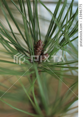 天然植物赤松（Pinus densiflora），葉子比黑松更加細膩柔軟，所以它被稱為“松樹雌性”，對抗黑鬆的“松樹” 13946775