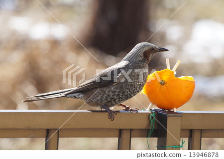 日代 日代 13946878