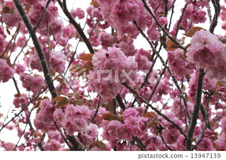 Peony cherry tree Peony cherry tree 13947139