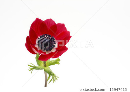 Anemone single wheel 13947413