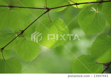 Katsura's Aoba Katsura's Aoba 13947441