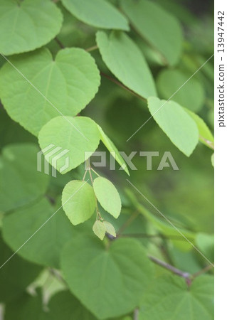 Katsura's young leaves 13947442