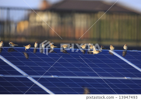 麻雀和太陽能電池板 13947493
