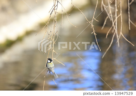Great tit Great tit 13947529