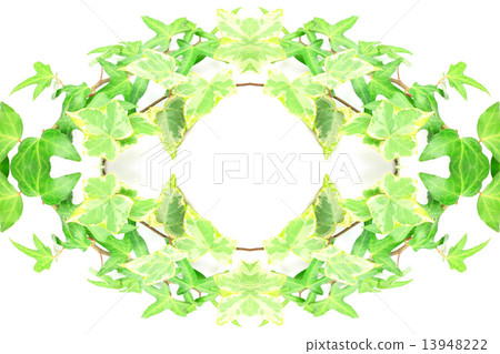 Ivy Ivy 13948222