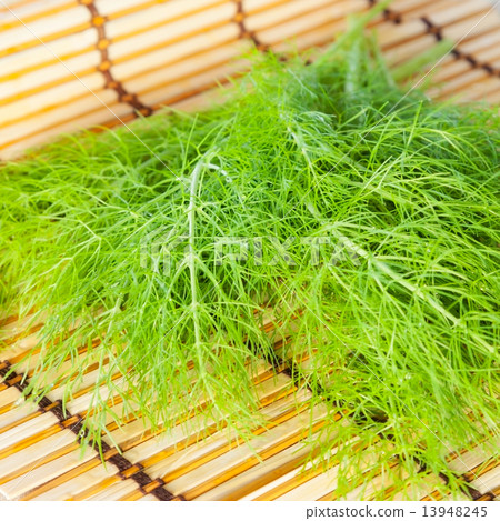 fennel fennel 13948245