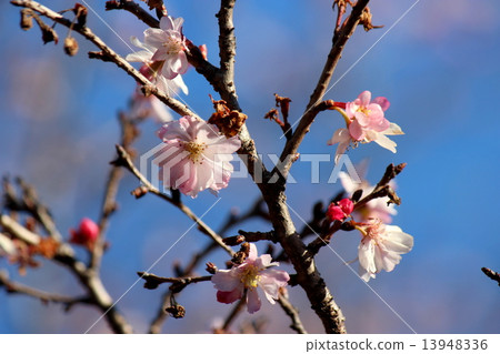十月櫻花 十月櫻花 13948336