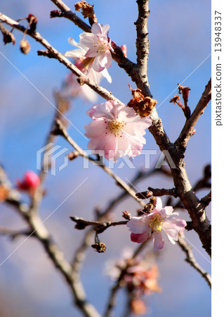十月櫻花 13948337