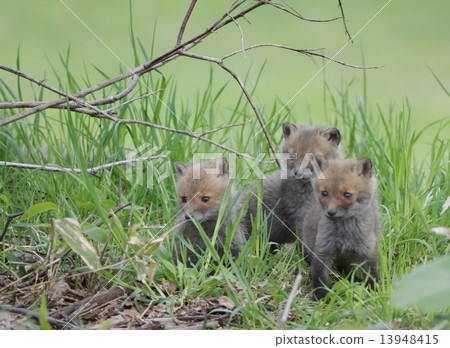 Good friend brothers 13948415