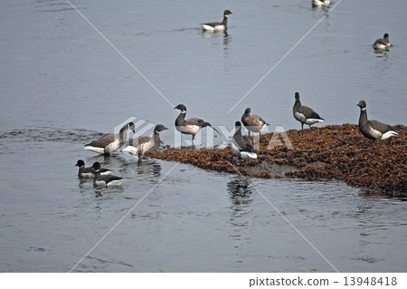 Lady of the sea Lady of the sea 13948418