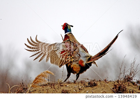 Fashion Show Fashion Show 13948419