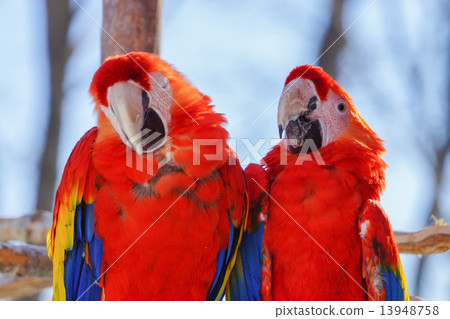 Two parrots Kushiro zoo (Kushiro city) 13948758