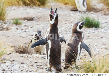 Penguin Penguin 13948934