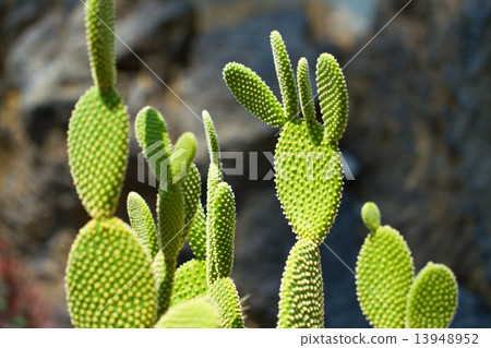 Petice cactus Petice cactus 13948952