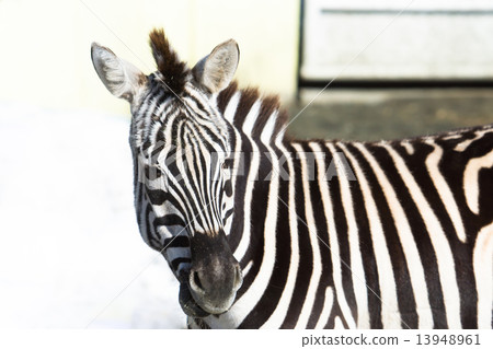 斑馬釧路動物園（釧路市） 13948961