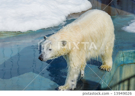 Polar bears Kushiro zoo (Kushiro city) 13949026